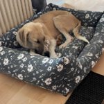 Mischling Mayo, 02/2025, Endgröße ca. 68 cm, 27283 Verden