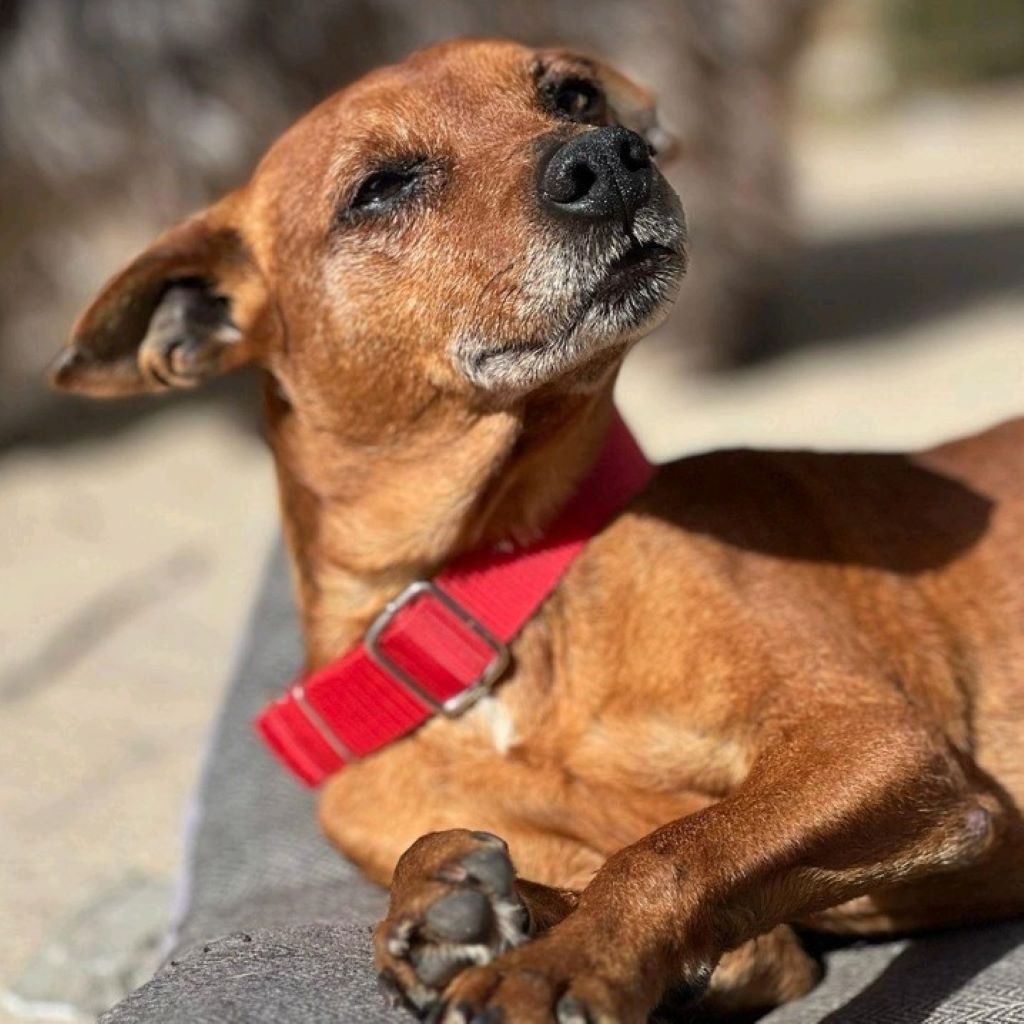 Podenco Maneto Mazacote, 08/2020, ca. 36 cm