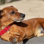 Podenco Maneto Mazacote, 08/2020, ca. 36 cm