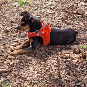 Pinscher Towie, 10/2024, Endgröße ca. 25 cm