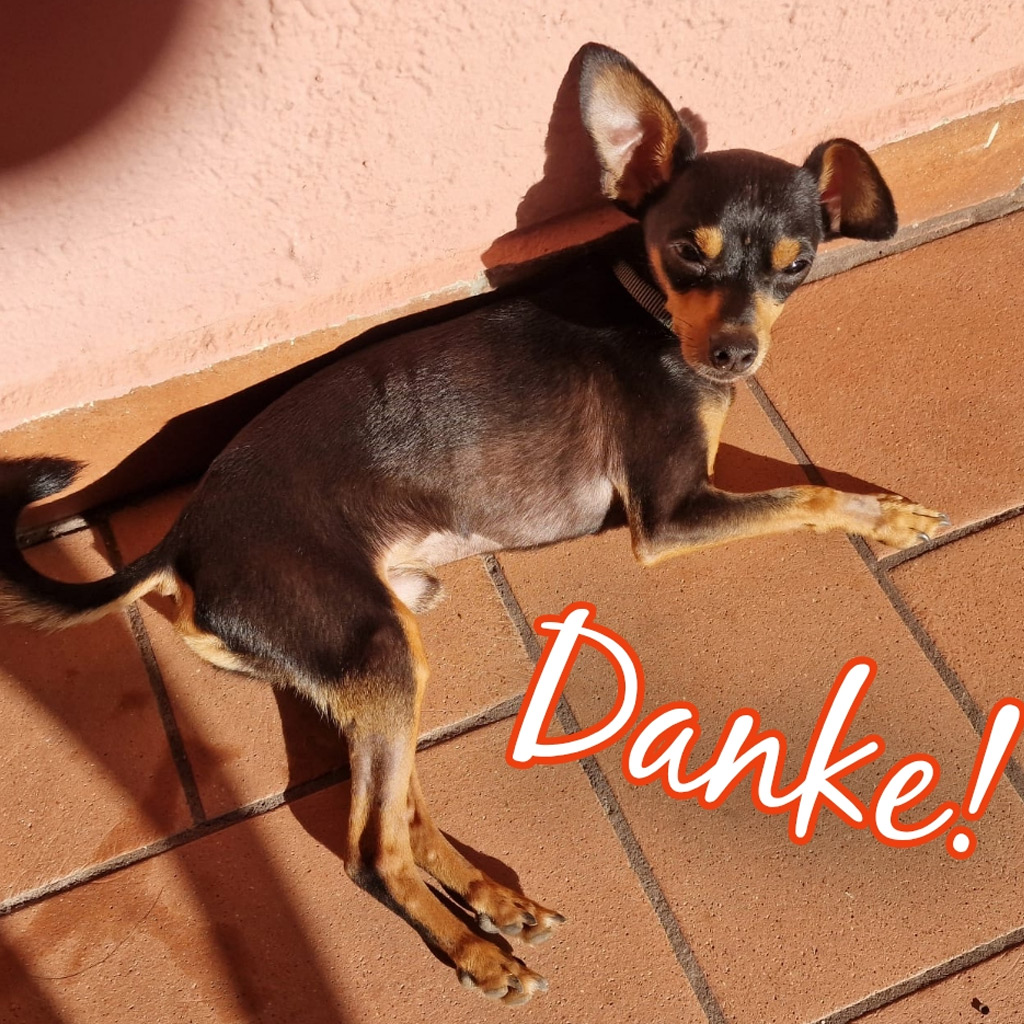 Pinscher Towie, 10/2024, Endgröße ca. 25 cm