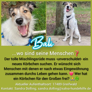 Mischling Bali - Rückläufer SALVA Hundehilfe e.V.