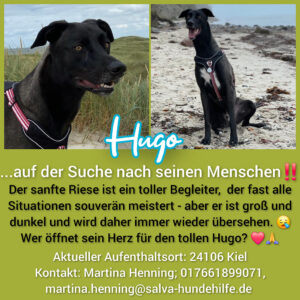 Mischling Hugo - Rückläufer SALVA Hundehilfe e.V.