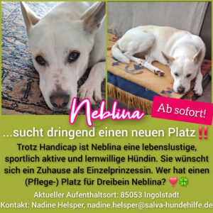 Mischling Neblina - Rückläufer SALVA Hundehilfe e.V.