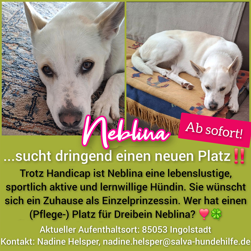 Mischling Neblina - Rückläufer SALVA Hundehilfe e.V.