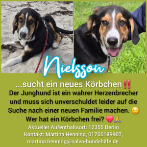 Mischling Nielsson - Rückläufer SALVA Hundehilfe e.V.