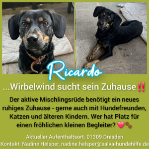 Mischling Ricardo - Rückläufer SALVA Hundehilfe e.V.
