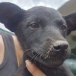 Mischling Mohrle, 05/2025, Endgröße ca. 40- 45 cm