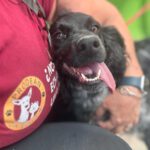 Bretone Moka, 05/2021, ca. 45 cm