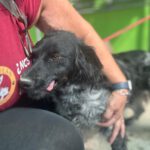 Bretone Moka, 05/2021, ca. 45 cm