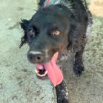 Bretone Moka, 05/2021, ca. 45 cm