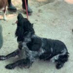 Bretone Moka, 05/2021, ca. 45 cm