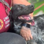 Bretone Moka, 05/2021, ca. 45 cm