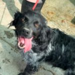 Bretone Moka, 05/2021, ca. 45 cm