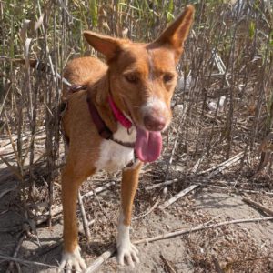 Podenco Mona, 10/2023, ca. 45 cm