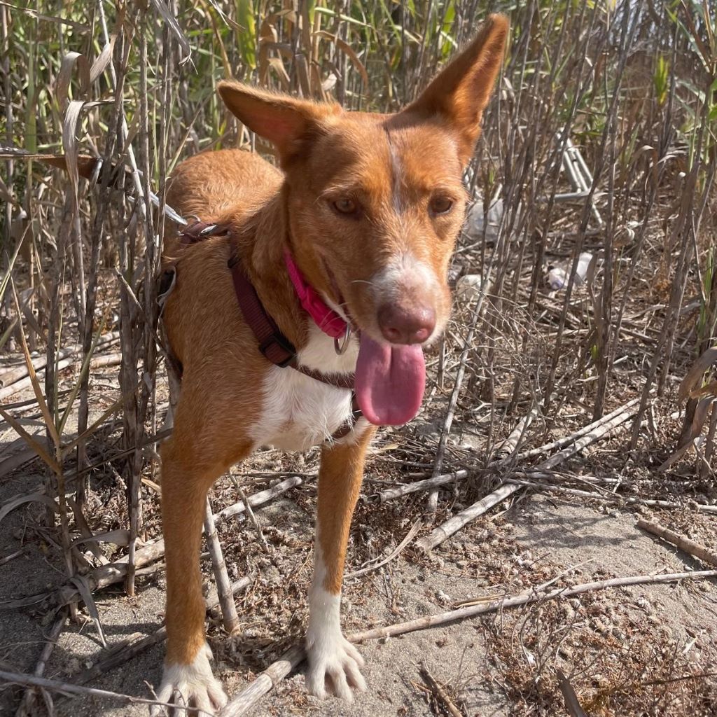 Podenco Mona, 10/2023, ca. 45 cm