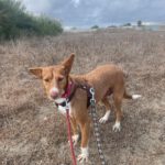 Podenco Mona, 10/2023, ca. 45 cm