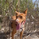 Podenco Mona, 10/2023, ca. 45 cm
