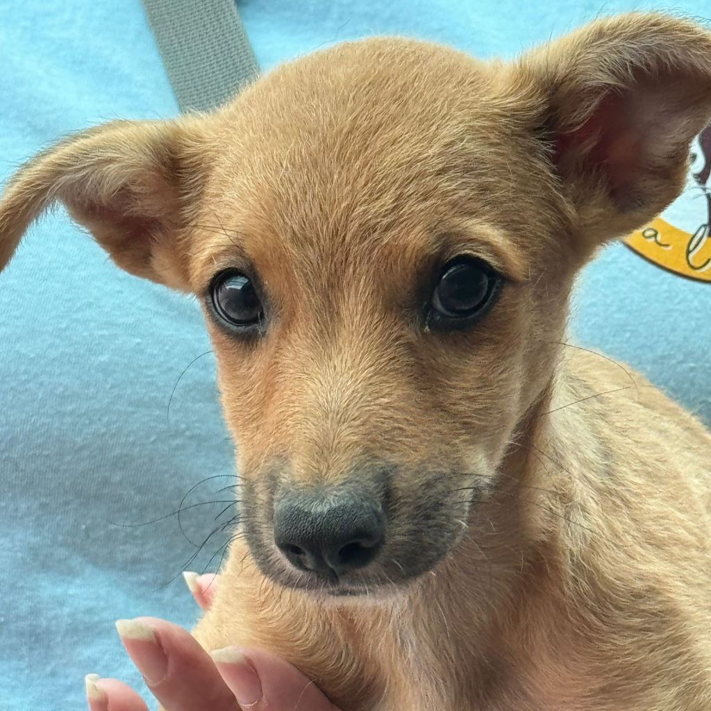 Collie Podenco Mischling Moneda, 06/2025, Endgröße ca. 50 cm