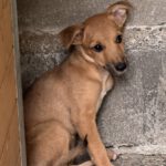 Collie Podenco Mischling Moneda, 06/2025, Endgröße ca. 50 cm