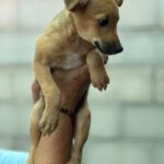 Collie Podenco Mischling Moneda, 06/2025, Endgröße ca. 50 cm