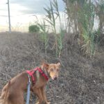 Podenco Moro, 04/2019, ca. 45 cm