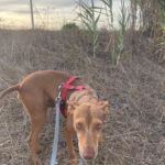 Podenco Moro, 04/2019, ca. 45 cm