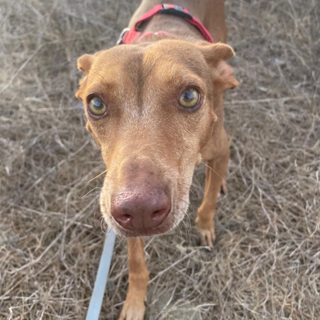 Podenco Moro, 04/2019, ca. 45 cm