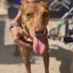 Podenco Moro, 04/2019, ca. 45 cm