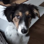 Mischling Muffin, 04/2025, Endgröße ca. 55 cm, 27252 Schwaförden