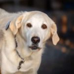 Golden Retriever Mischling Nala, 02/2019, ca. 50 cm,87634 Obergünzburg