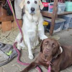 Golden Retriever Mischling Nala, 02/2019, ca. 50 cm,87634 Obergünzburg