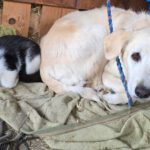 Golden Retriever Mischling Nala, 02/2019, ca. 50 cm,87634 Obergünzburg