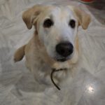 Golden Retriever Mischling Nala, 02/2019, ca. 50 cm,87634 Obergünzburg