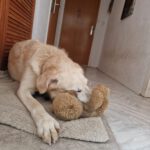 Golden Retriever Mischling Nala, 02/2019, ca. 50 cm,87634 Obergünzburg