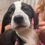 Podenco Mischling Naranja, 07/2025, Endgröße ca. 50 cm