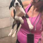 Podenco Mischling Naranja, 07/2025, Endgröße ca. 50 cm