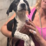 Podenco Mischling Naranja, 07/2025, Endgröße ca. 50 cm