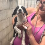 Podenco Mischling Naranja, 07/2025, Endgröße ca. 50 cm