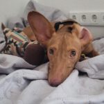 Podenco Maneto Neo, 10/2020, ca. 33 cm, 26683 Bollingen