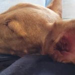 Podenco Maneto Neo, 10/2020, ca. 33 cm, 26683 Bollingen