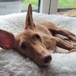 Podenco Maneto Neo, 10/2020, ca. 33 cm, 26683 Bollingen