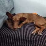 Podenco Maneto Neo, 10/2020, ca. 33 cm, 26683 Bollingen