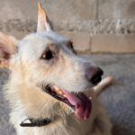 Podenco Mischling Nibu, 10/2022, ca. 63 cm