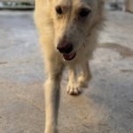 Podenco Mischling Nibu, 10/2022, ca. 63 cm