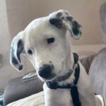 Mischling Nicky F., 05/2025, Endgröße ca. 45- 50 cm,: 41539 Dormagen