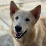 Schweizer Schäferhund Mischling Nimeria, 07/2015, ca. 50 cm