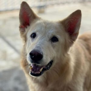 Schweizer Schäferhund Mischling Nimeria, 07/2015, ca. 50 cm