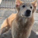Schweizer Schäferhund Mischling Nimeria, 07/2015, ca. 50 cm