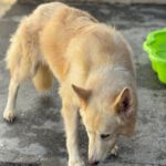 Schweizer Schäferhund Mischling Nimeria, 07/2015, ca. 50 cm